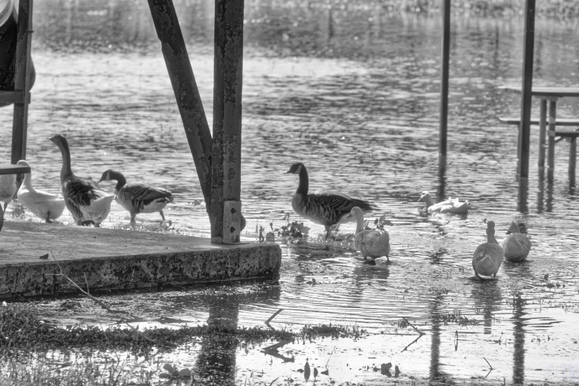 Shy Pond Ducks Are Not Shy