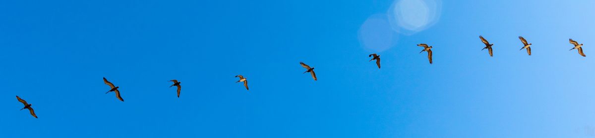 South of Town: Notes and Scenes from Texas' Upper Gulf Coast